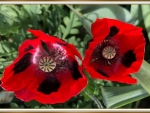 BEAUTIFUL POPPIES