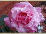 BEAUTIFUL ROSE