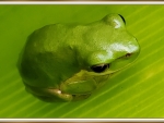 CUTE LITTLE FROG