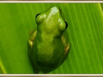 LITTLE GREEN FROG