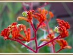 KANGAROO PAW