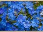 BEAUTIFUL BLUE FLOWERS