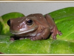 TREE FROG
