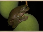 FROG ON A MANGO