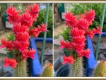 CATUS FLOWER COLLAGE
