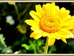 BRIGHT YELLOW FLOWER