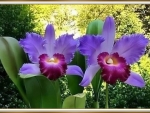 STUNNING ORCHIDS