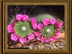 FRAMED FLOWERS
