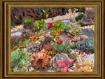 SUCCULENT GARDEN