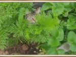 CAT IN THE GARDEN