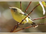YELLOW THORNBILL