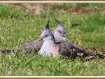 CRESTED PIDEONS