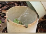 FROG IN A PIPE