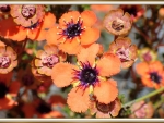 PRETTY ORANGE FLOWERS