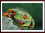 FRAMED FROG