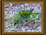 FRAMED BIRD