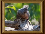 FRAMED BIRD