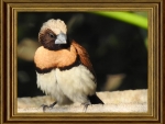 FRAMED BIRD