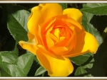 PRETTY YELLOW ROSE