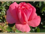 PRETTY PINK ROSE