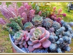LOVELY SUCCULENTS