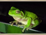 LOVELY FROG