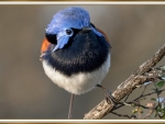 FAIRY WREN