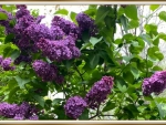 LOVELY LILACS
