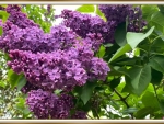 PRETTY LILACS