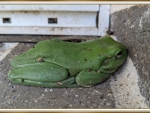 BIG FROG