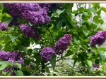 LILAC FLOWERS