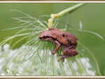 FROG ON A FLOWER