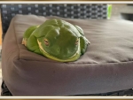 FROG ON A CUSHION
