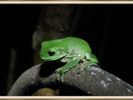 FROG ON A LOG