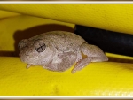 PERRONS TREE FROG