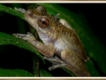 COMMON MIST FROG