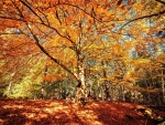 autumn tree