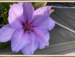CLEMATIS FLOWER