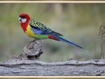 EASTERN ROSELLA