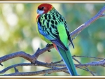 EASTERN ROSELLA
