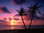 Tropical Sunset