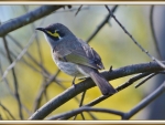 YELLOWFACED HONEYEATER