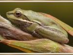 EASTERN SEDGE FROG