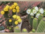 CACTUS FLOWERS