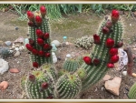 CACTUS PLANT