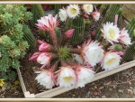 CACTUS FLOWERS