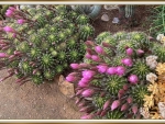 CACTUS PLANTS