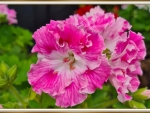 GERANIUM FLOWERS