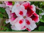 PRETTY GERANIUM