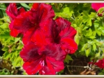 PRETTY RED GERANIUM
